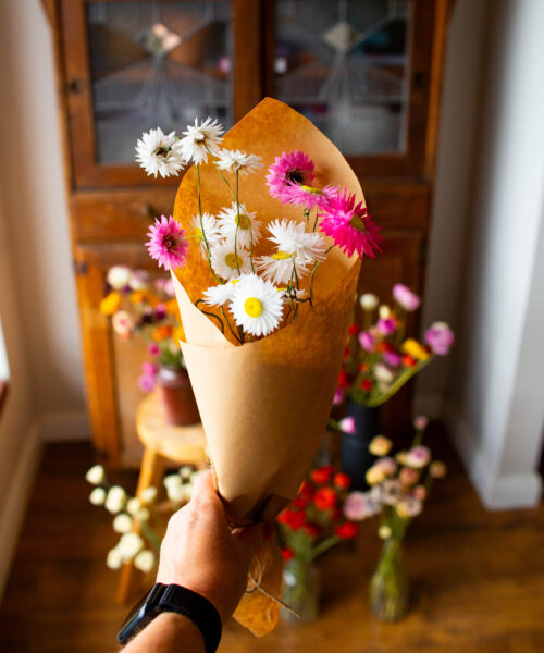 Dried white and pink paper daisies - Image 2