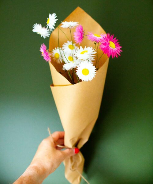 Dried white and pink paper daisies