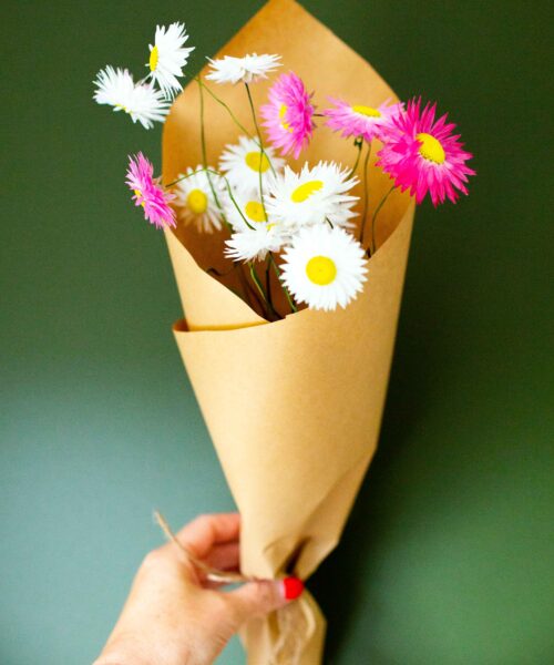 Dried white and pink paper daisies - Image 3