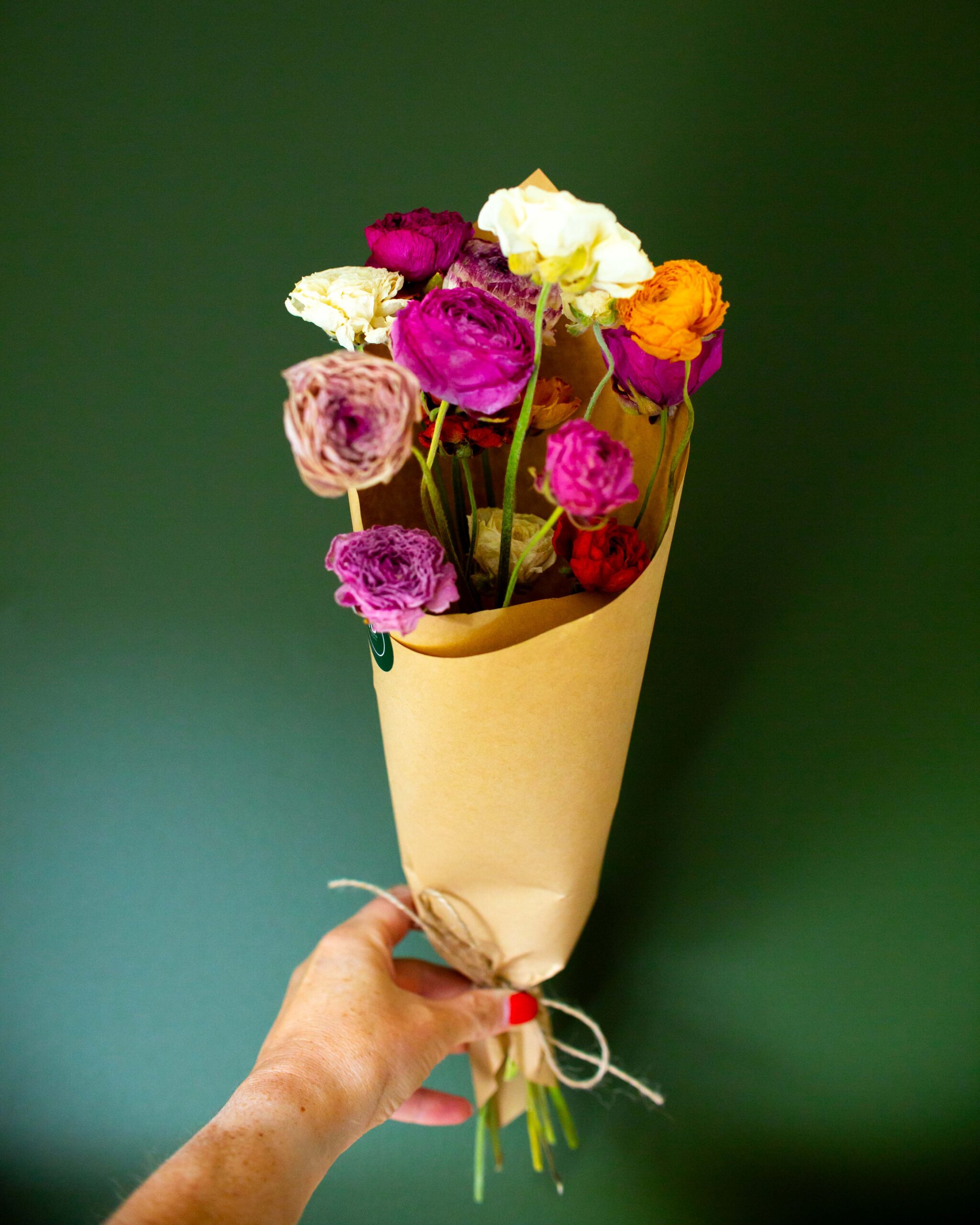 Dried Ranunculus bunch