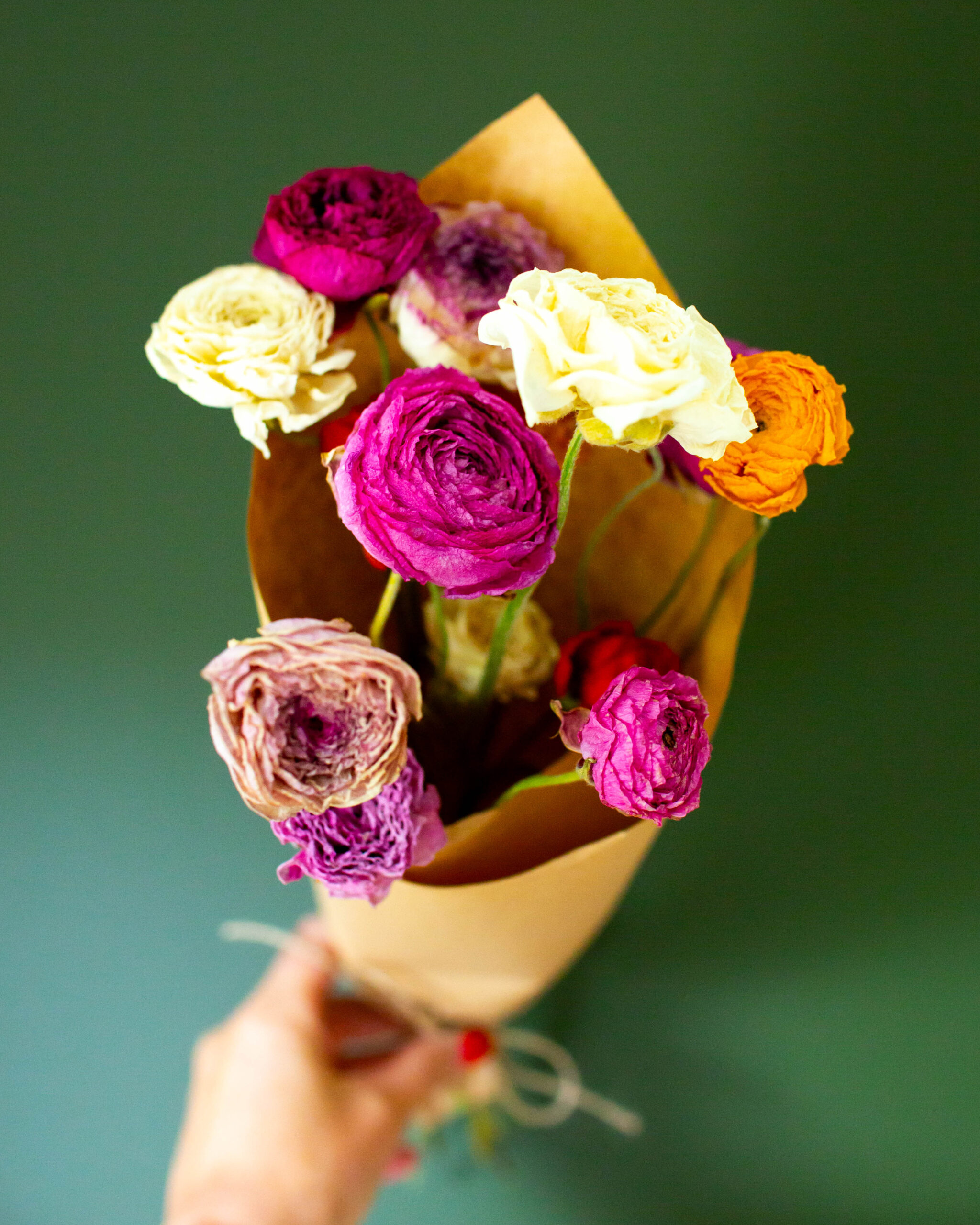 Dried Ranunculus bunch - Image 2